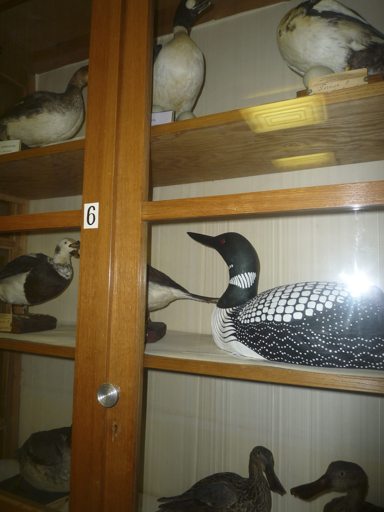 Музей природы