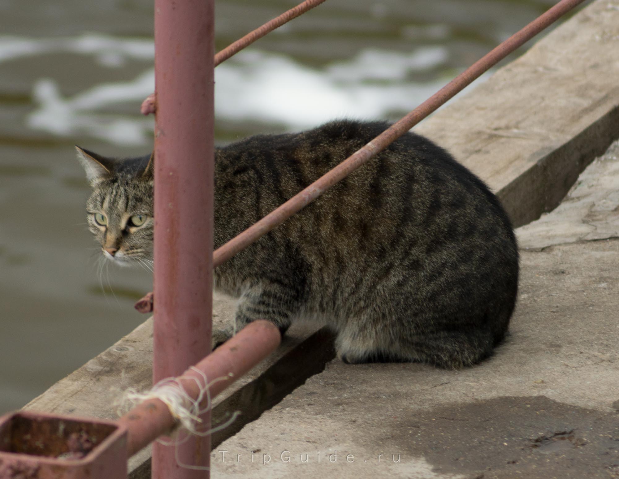 Кошка, живущая на причале