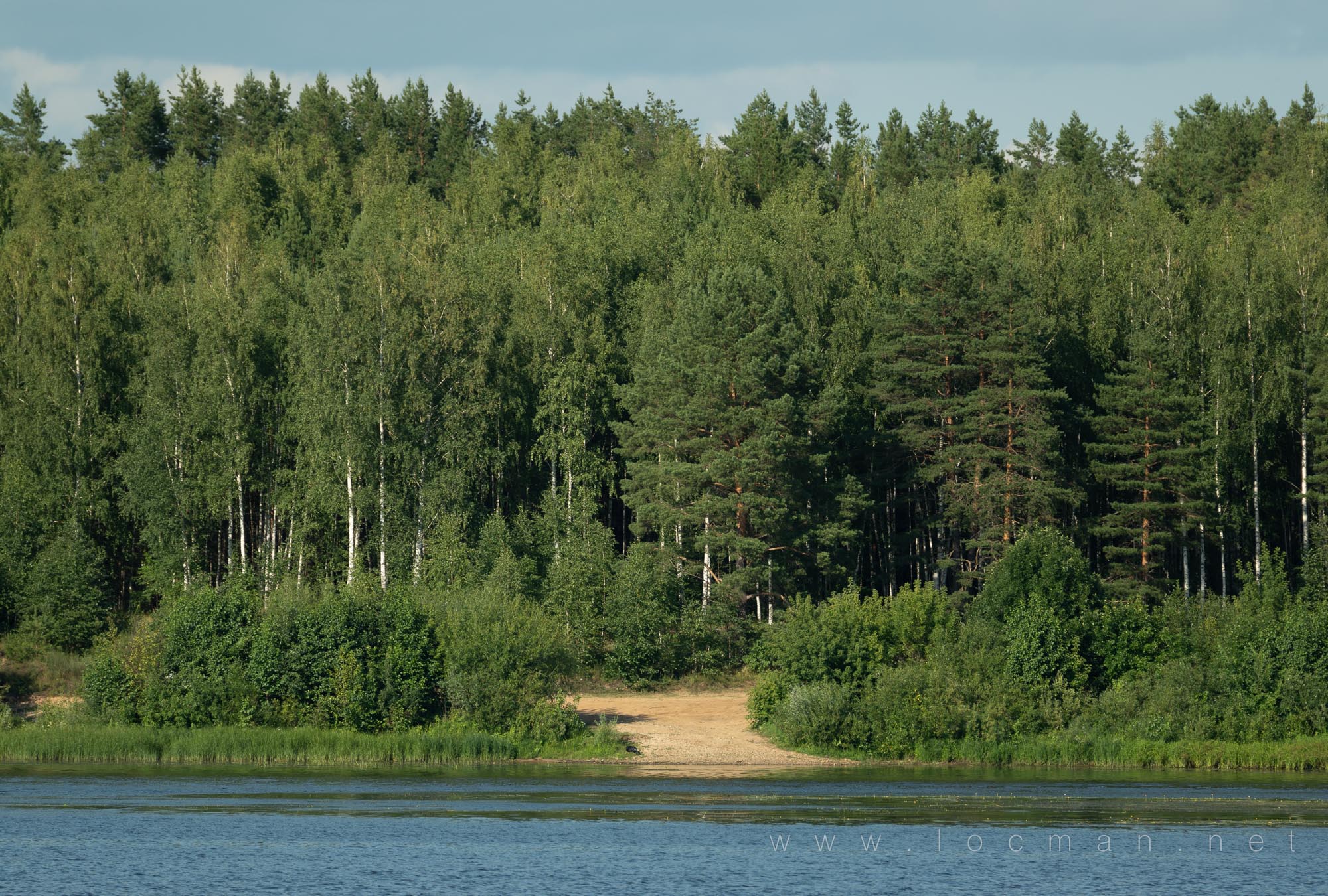 Берёзово-сосновый лес в Нижегородской области
