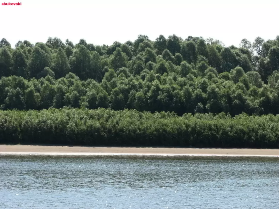 Леса по берегам Оки
