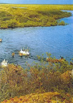 Усть-Ленский заповедник