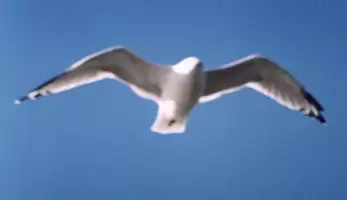 Чайка, Волга