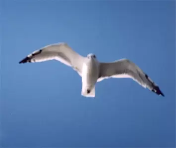 Чайка, Волга